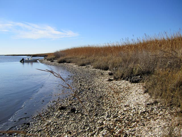 Indigenous peoples have globally harvested billions of oysters sustainably, new research shows (Torben Rick/Smithsonian National Museum of Natural History/PA)