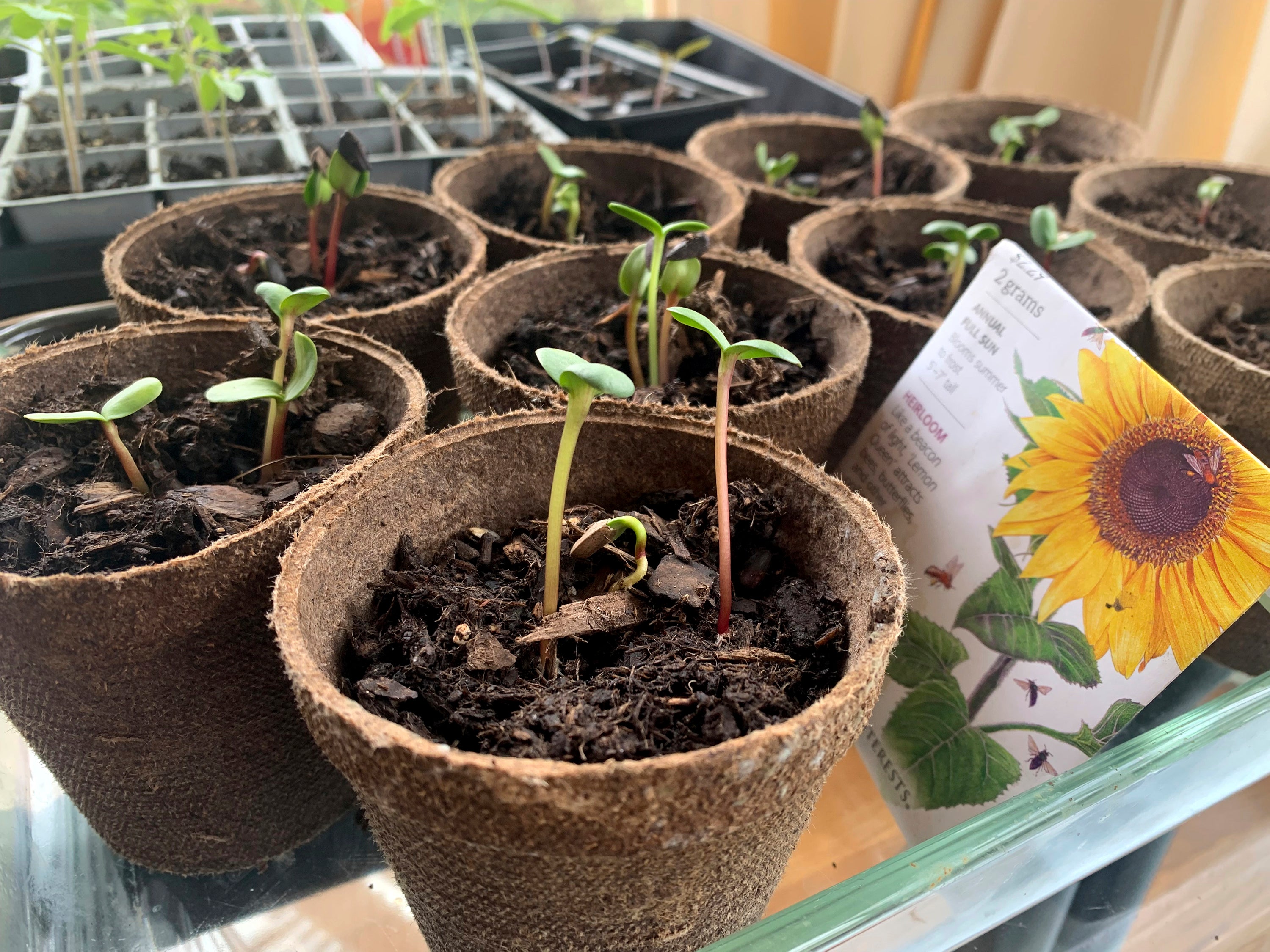 Gardening-Sunflowers