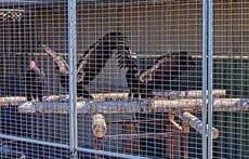 Condors soar again over Northern California coastal redwoods