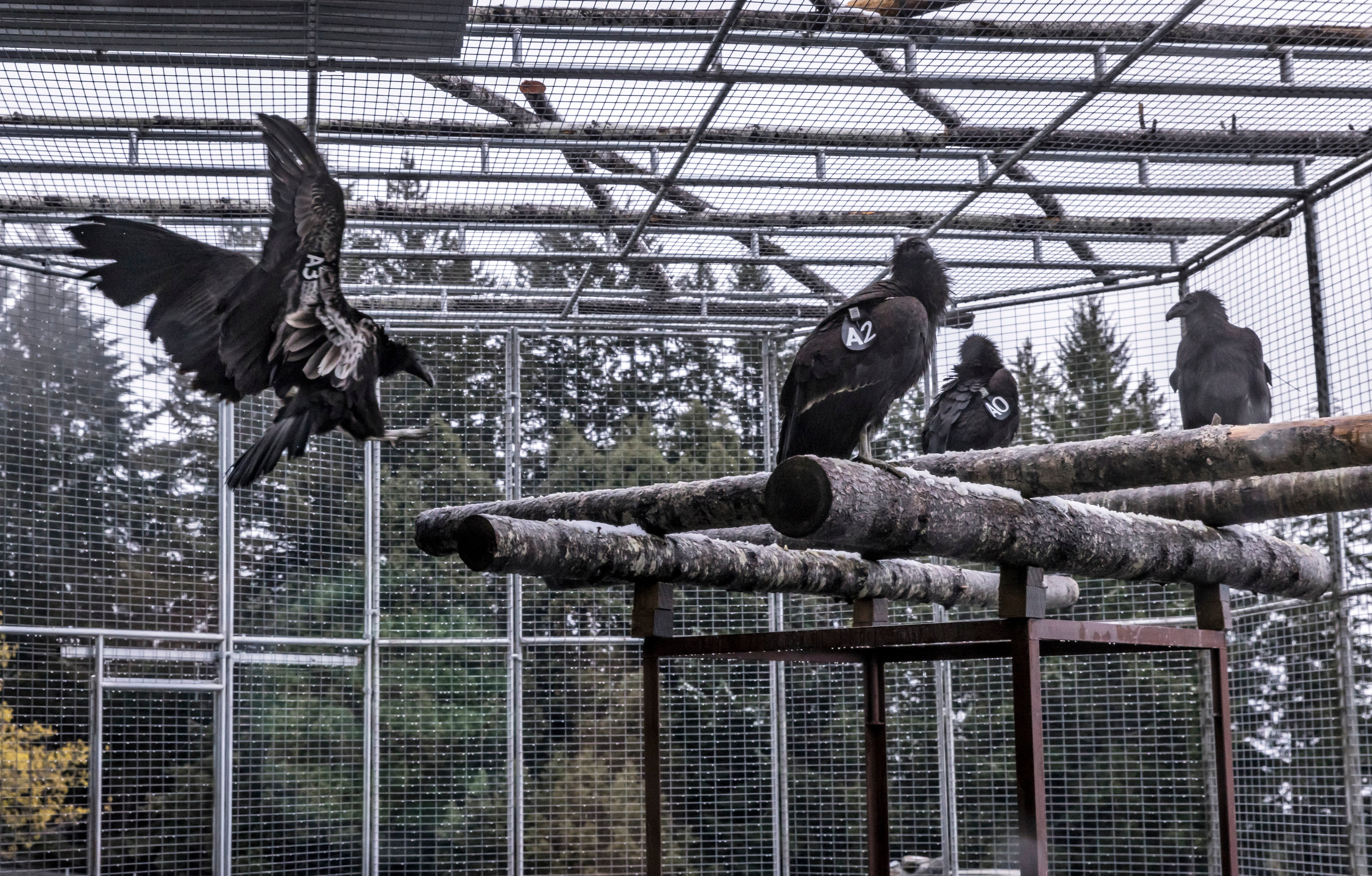 <p>Condors in their holding pen in the northern redwoods last month </p>