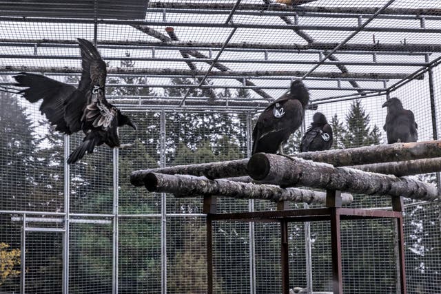<p>Condors in their holding pen in the northern redwoods last month </p>