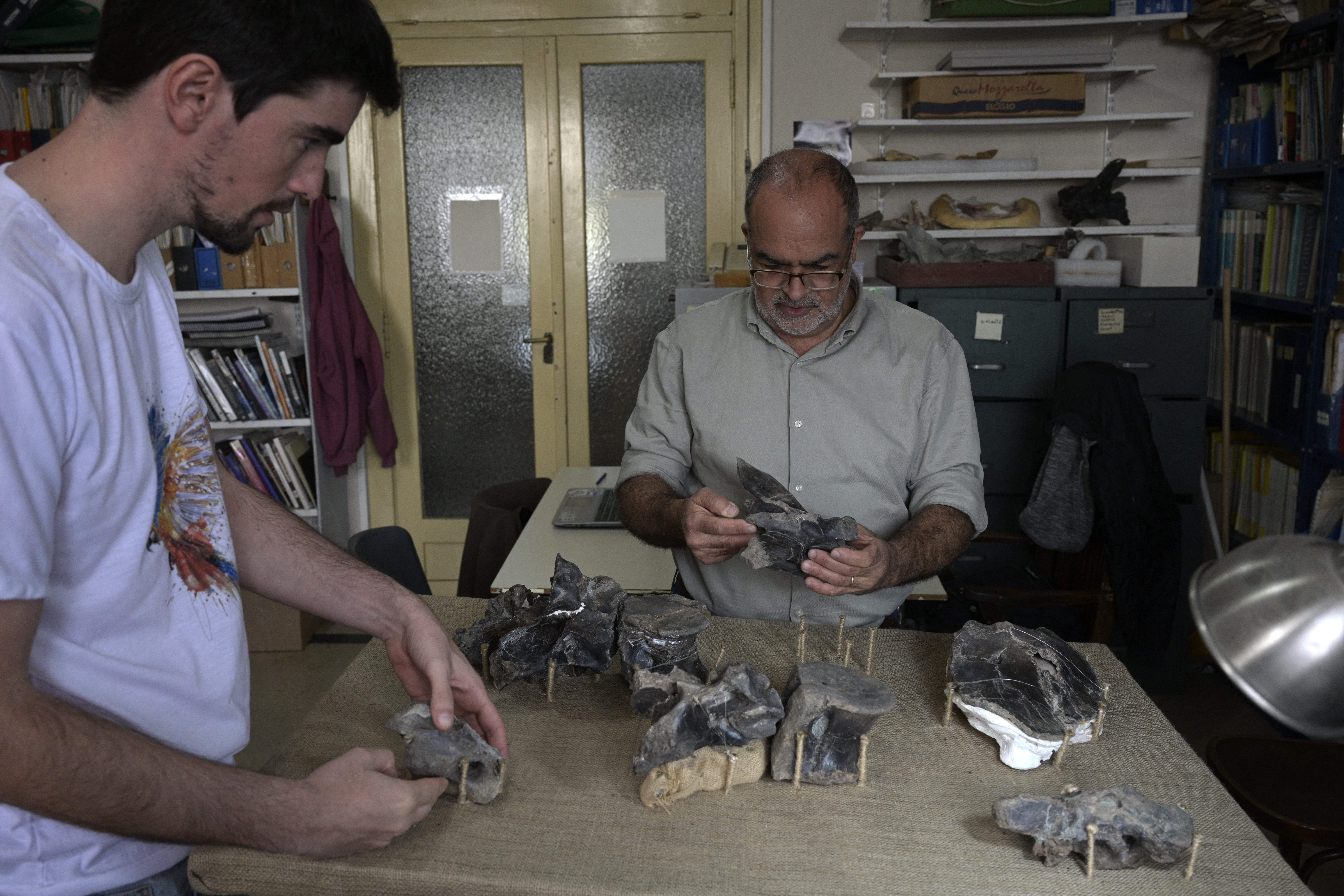 Argentine paleontologists Mauro Aranciaga (left) and Fernando Novas check fossilised bones of ‘Maip macrothorax’, the newly identified megaraptor dinosaur that inhabited the Argentinian Patagonian, at the Bernardino Rivadavia Argentine Museum of Natural Science, in Buenos Aires on 2 May 2022