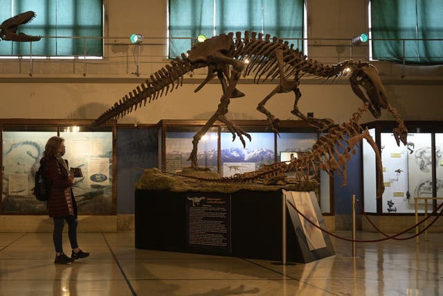 <p>A woman looks at the replica of the fossil of a dinosaur, the megaraptor ‘namunhuaiquii’, at the Bernardino Rivadavia Argentine Museum of Natural Science, in Buenos Aires on 2 May 2022</p>