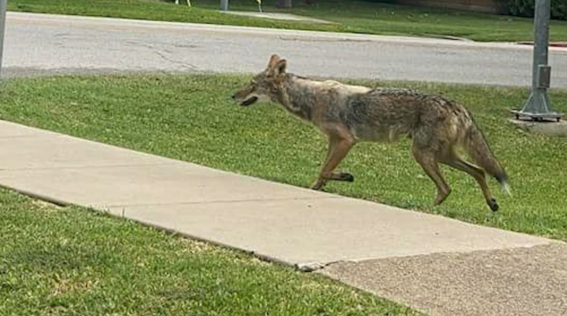 A coyote attacked a 2-year-old child in the 9200 block of Royalpine Drive, near White Rock Trail in Dallas, Texas