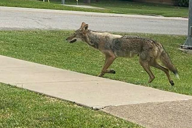 <p>A coyote attacked a 2-year-old child in the 9200 block of Royalpine Drive, near White Rock Trail in Dallas, Texas</p>