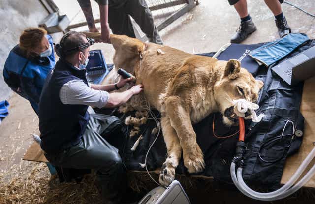 Veterinary Surgeon Michael Rothwell gives an ultrasound to Julie, the 15-year-old lioness (Danny Lawson/PA)