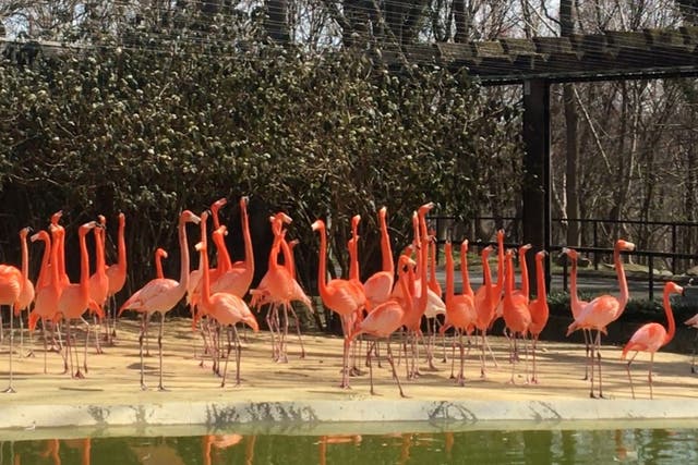 <p>The flock of flamingos pictured at Smithsonian’s National Zoo in Washington DC </p>