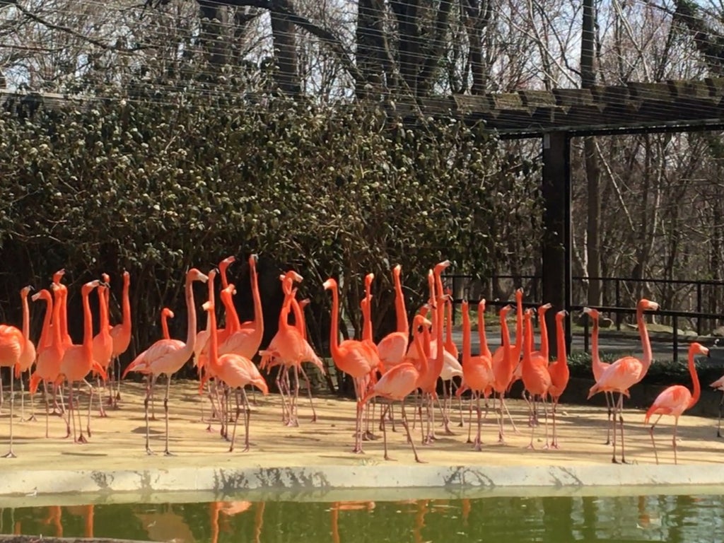 25 flamingos and a duck were killed by wild fox at Smithsonian zoo in Washington DC