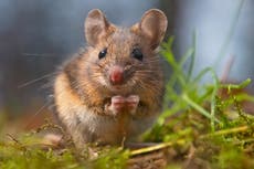 Faeces transplants found to reverse signs of ageing process in mice, ‘ground breaking’ study says