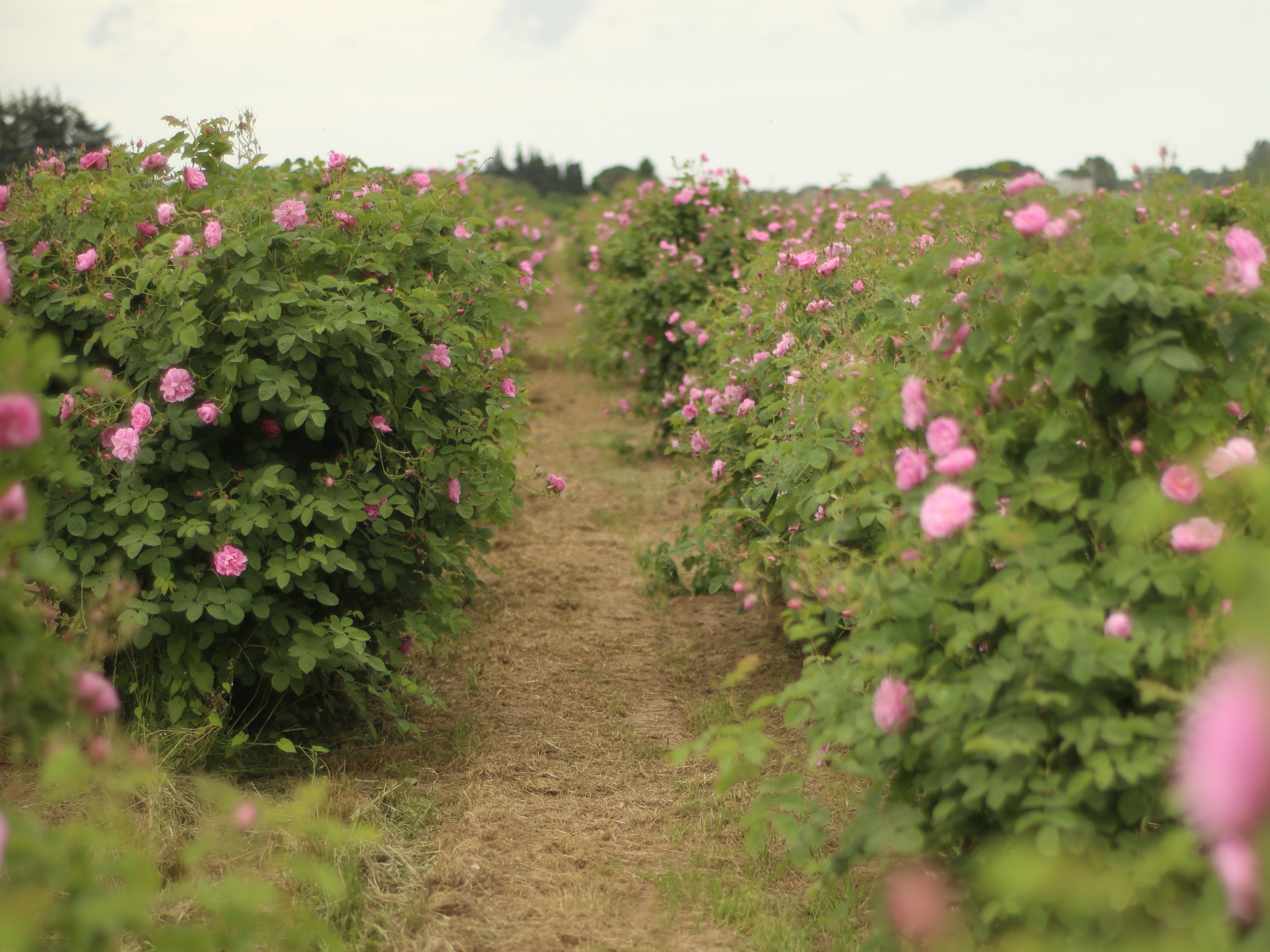 Olivia and Sylvie Chantecaille discovered the Rose de Mai during a trip to the South of France