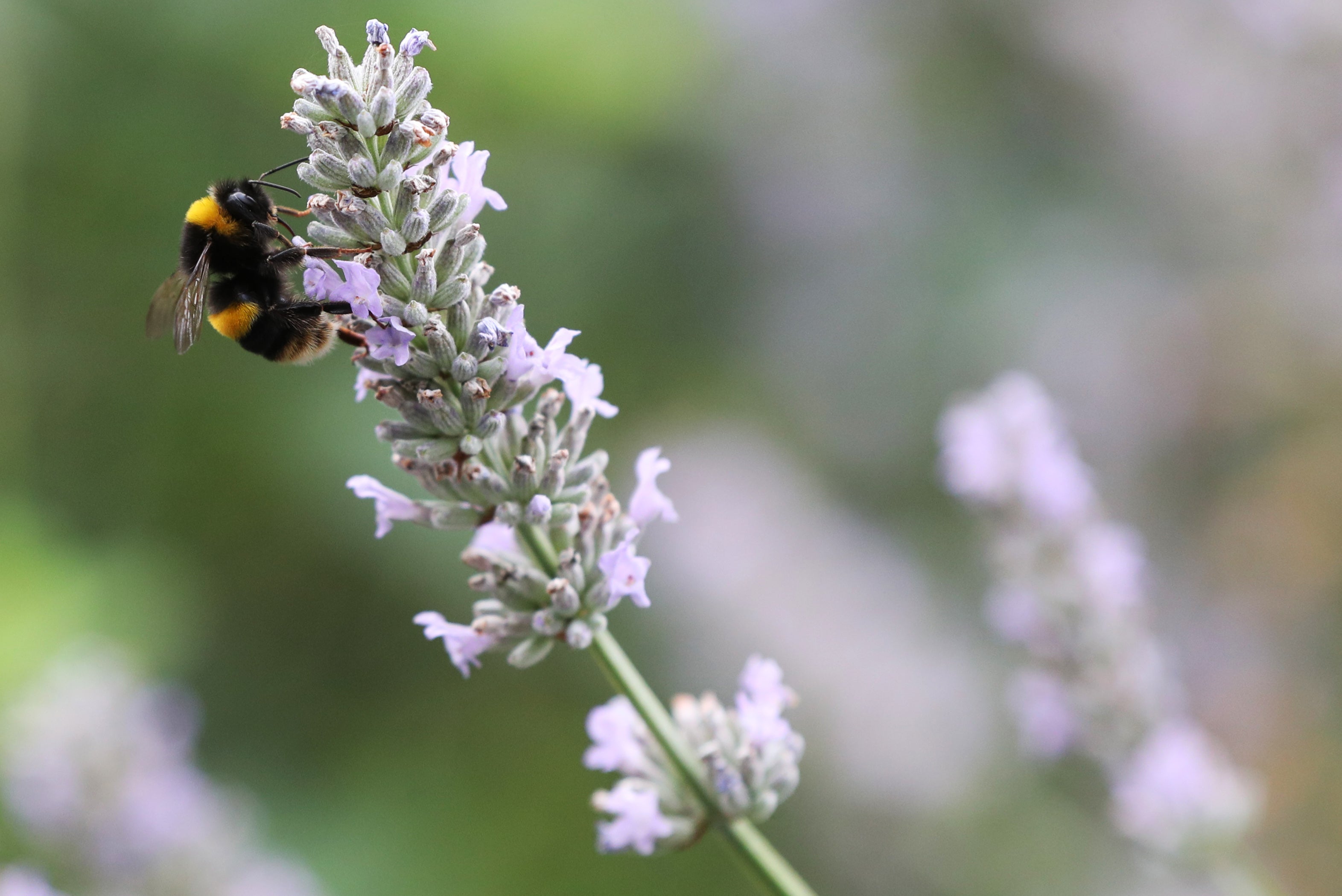 British bee populations are in steep decline
