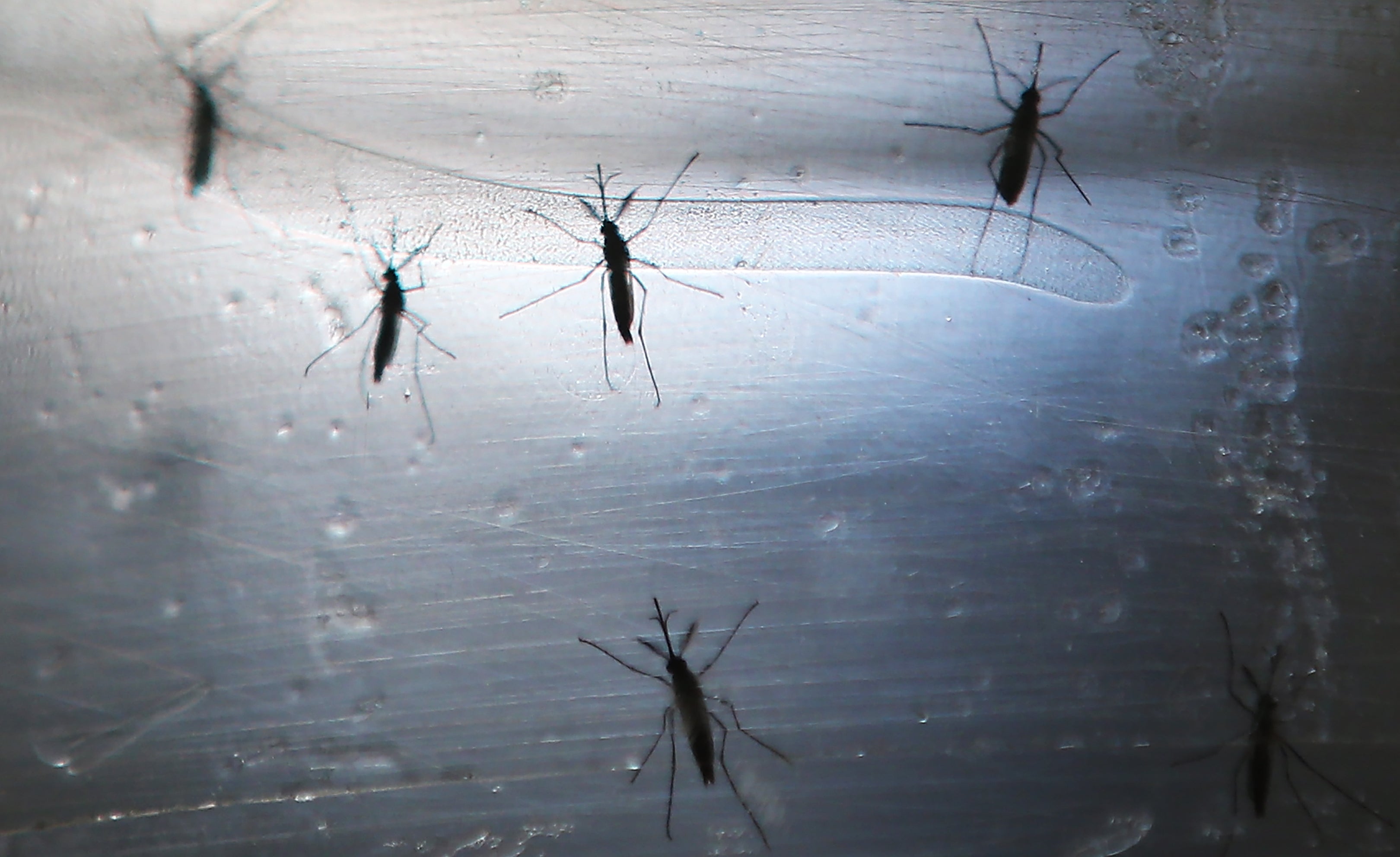 Mosquitoes have been found to do “something remarkably simple” to detect human odour