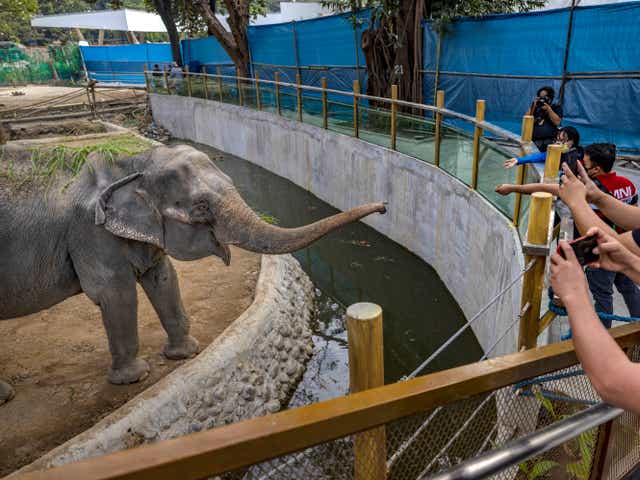 <p>Visitors take pictures of an elephant in captivity at a zoo in Manila</p>