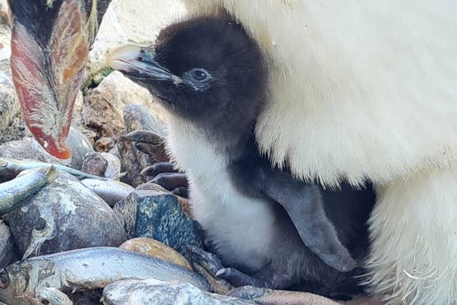 Edinburgh Zoo keepers have welcomed the arrival of two Northern rockhopper penguin chicks (RZSS/PA)
