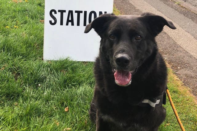 German Shepherd/Labrador-cross Oz was among many dogs accompanying their owners as they cast their votes in the local elections on Thursday (Kavita Iyer/PA)