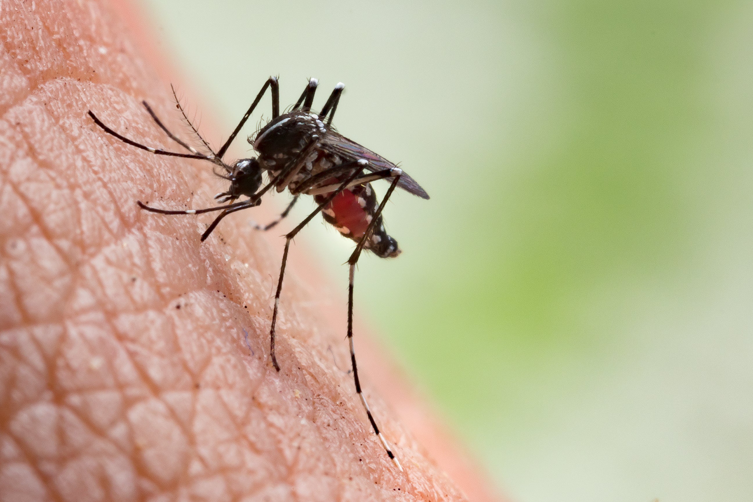 Chikungunya causes fever and severe joint pain, but deaths are rare, according to the Who Health Organisation