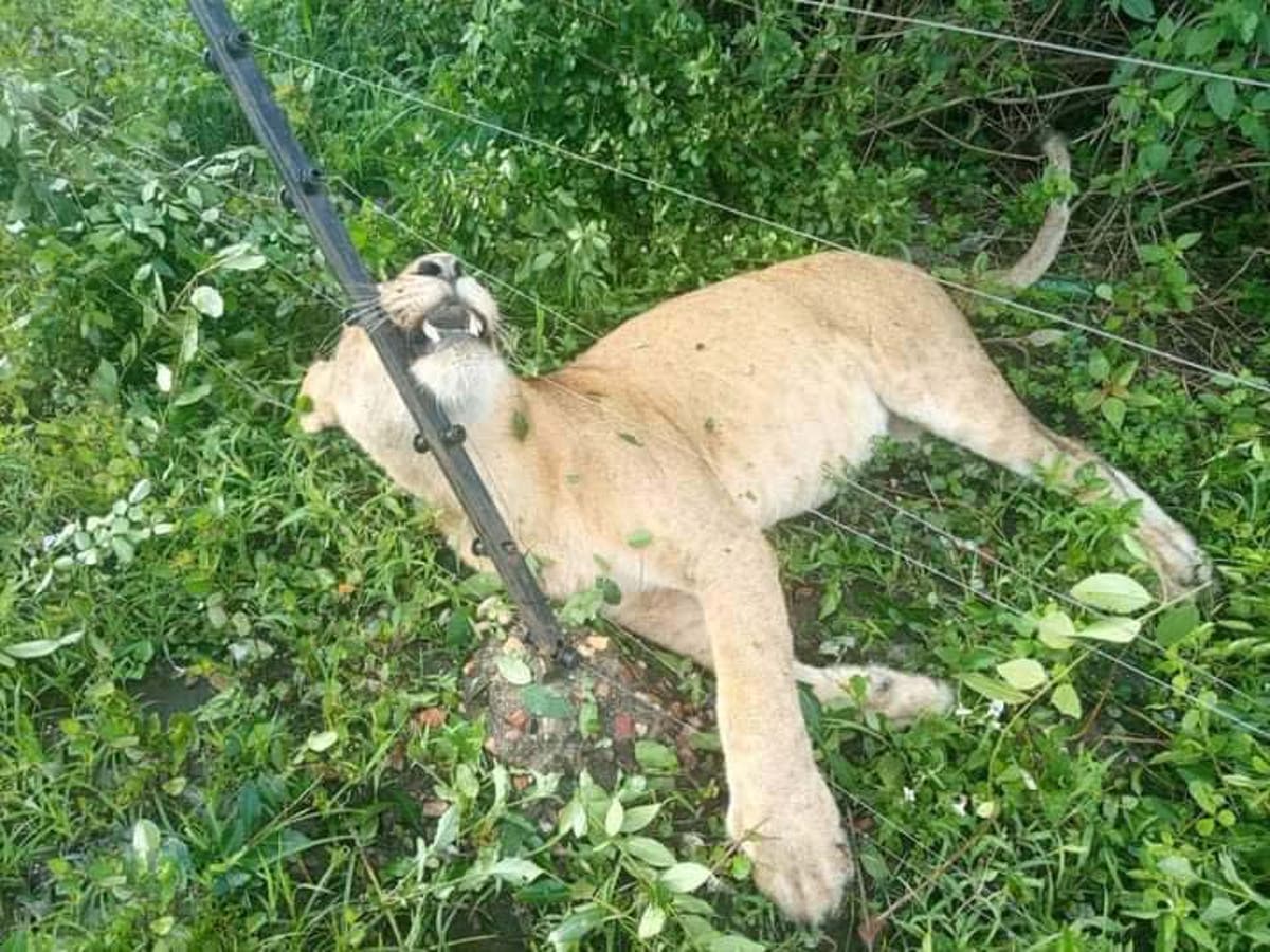 Electric fence electrocutes three lions near Uganda&rsquo;s Queen Elizabeth National Park