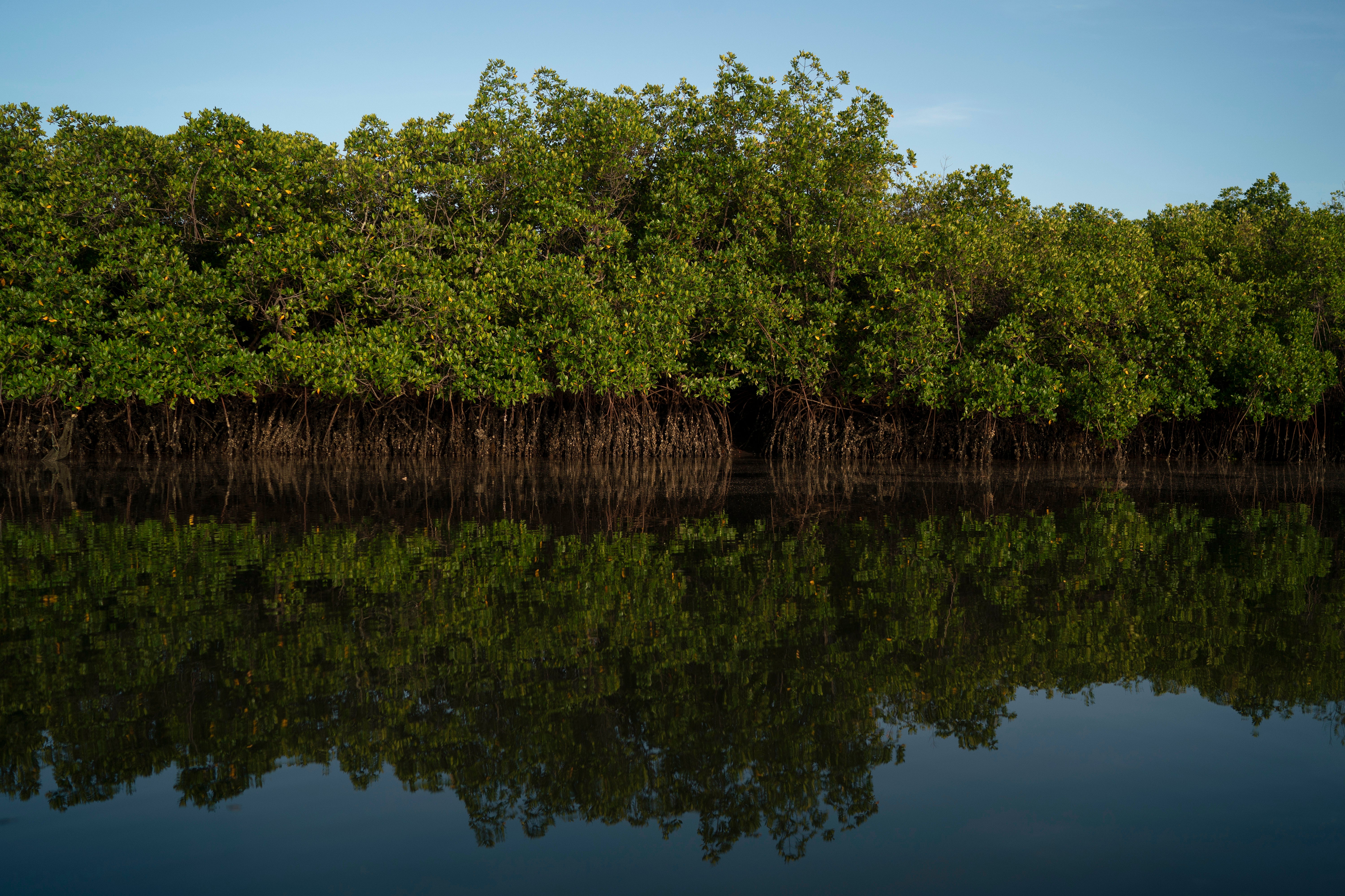 Climate Africa Mangrove Restoration