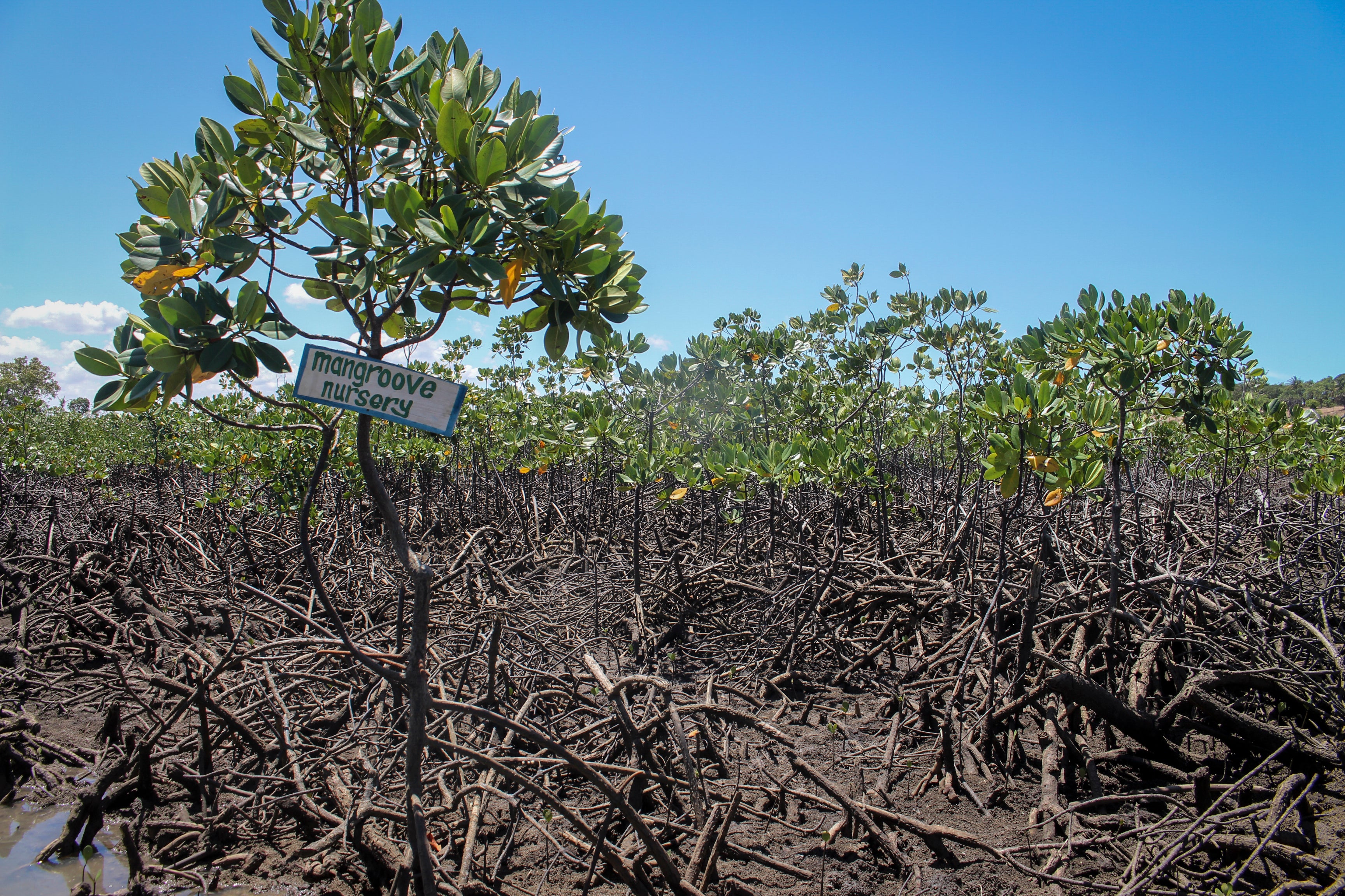 Climate Africa Mangrove Restoration