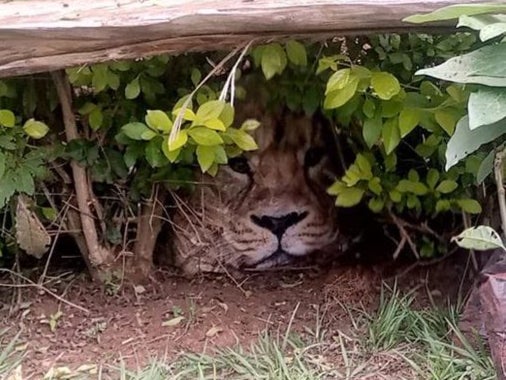 Alleged lion peeping through the bushes in Meru county, Kenya