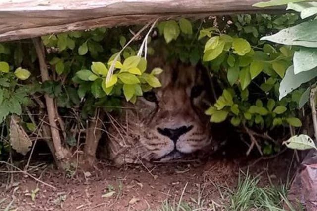 <p>Alleged lion peeping through the bushes in Meru county, Kenya</p>