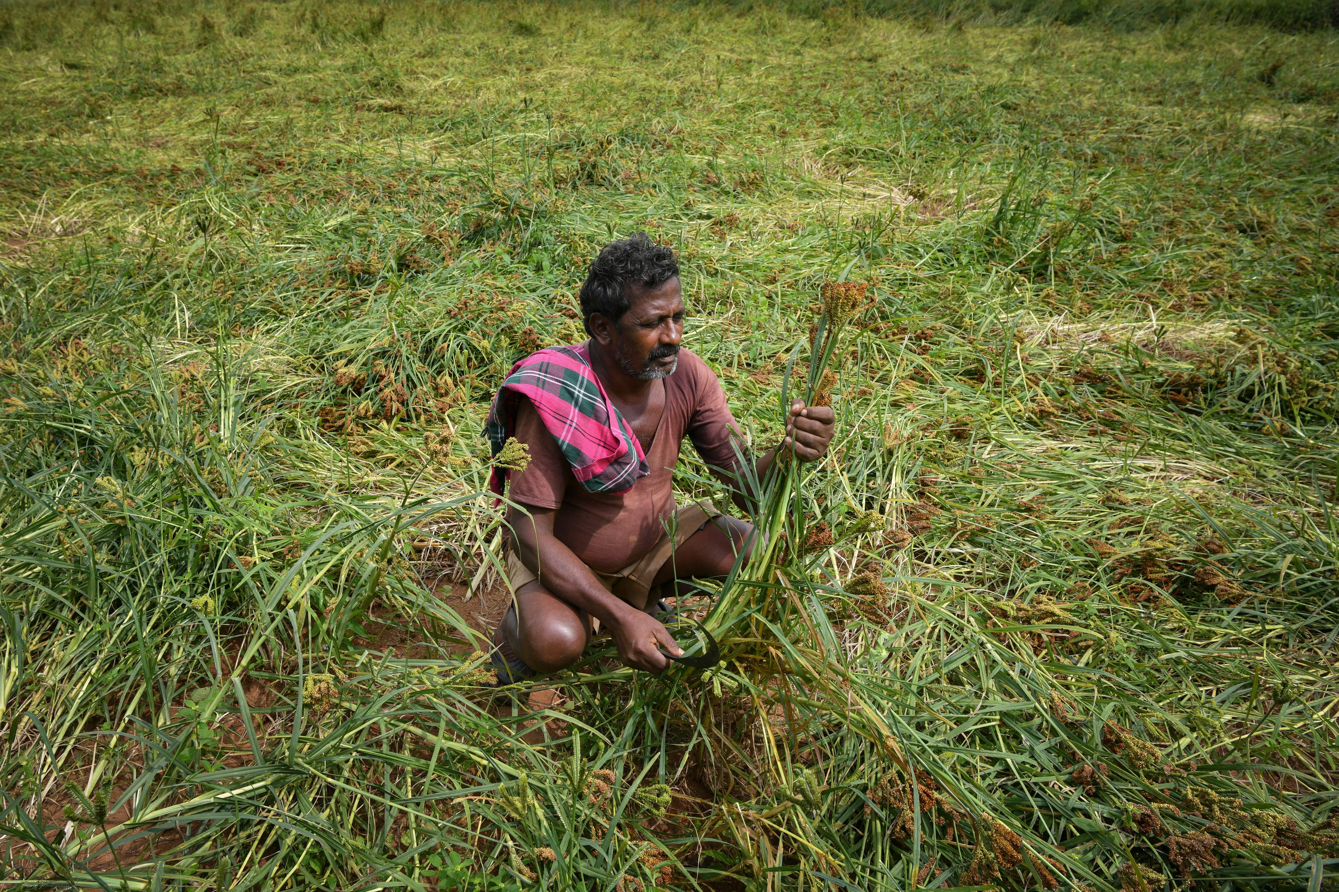 A farmer looks at damaged finger millet crop due to adverse weather conditions and unseasonal rains in a field on the outskirts of Bangalore