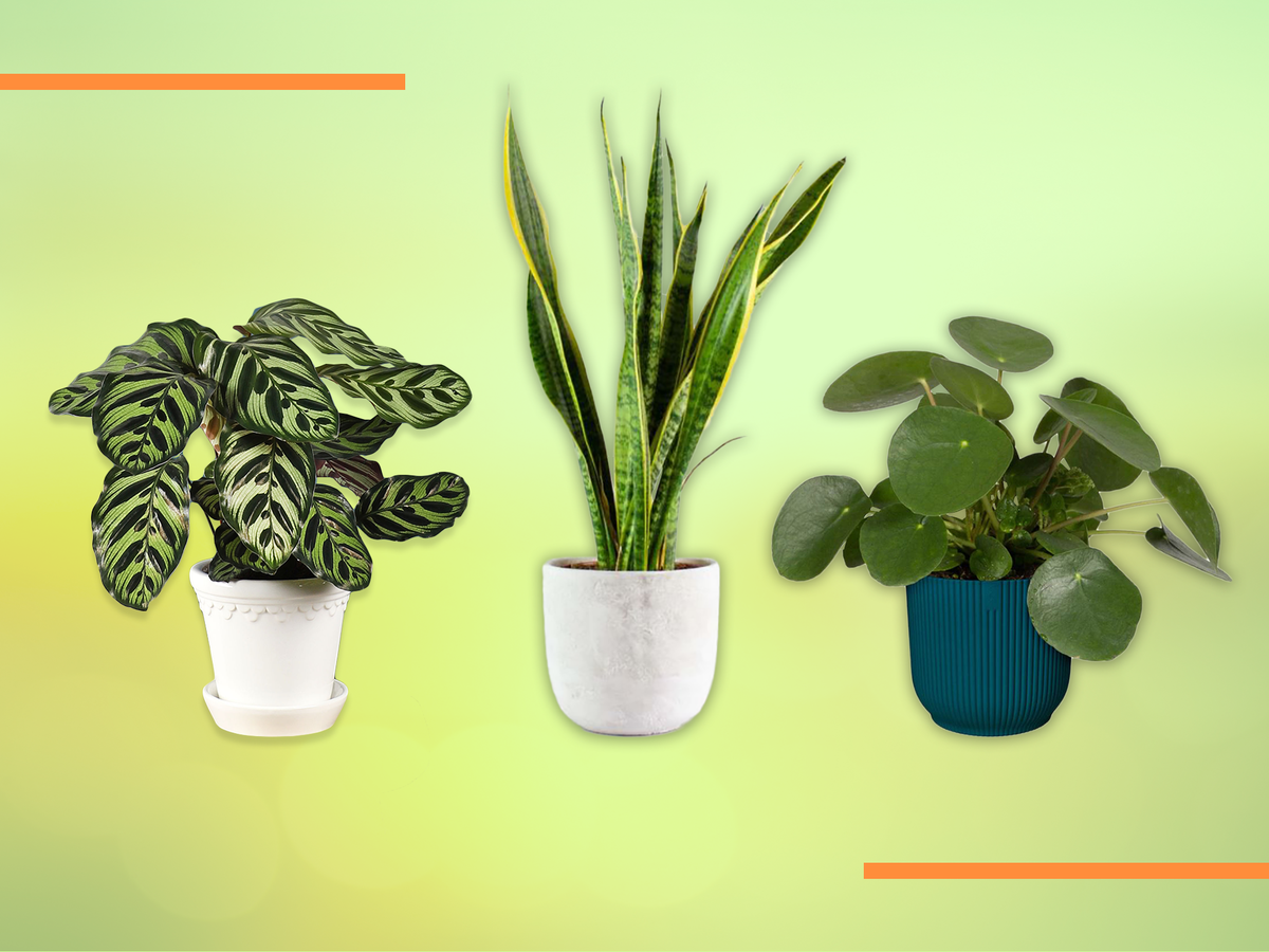 best indoor house plants 2022: from patch plants, bloom & wild
