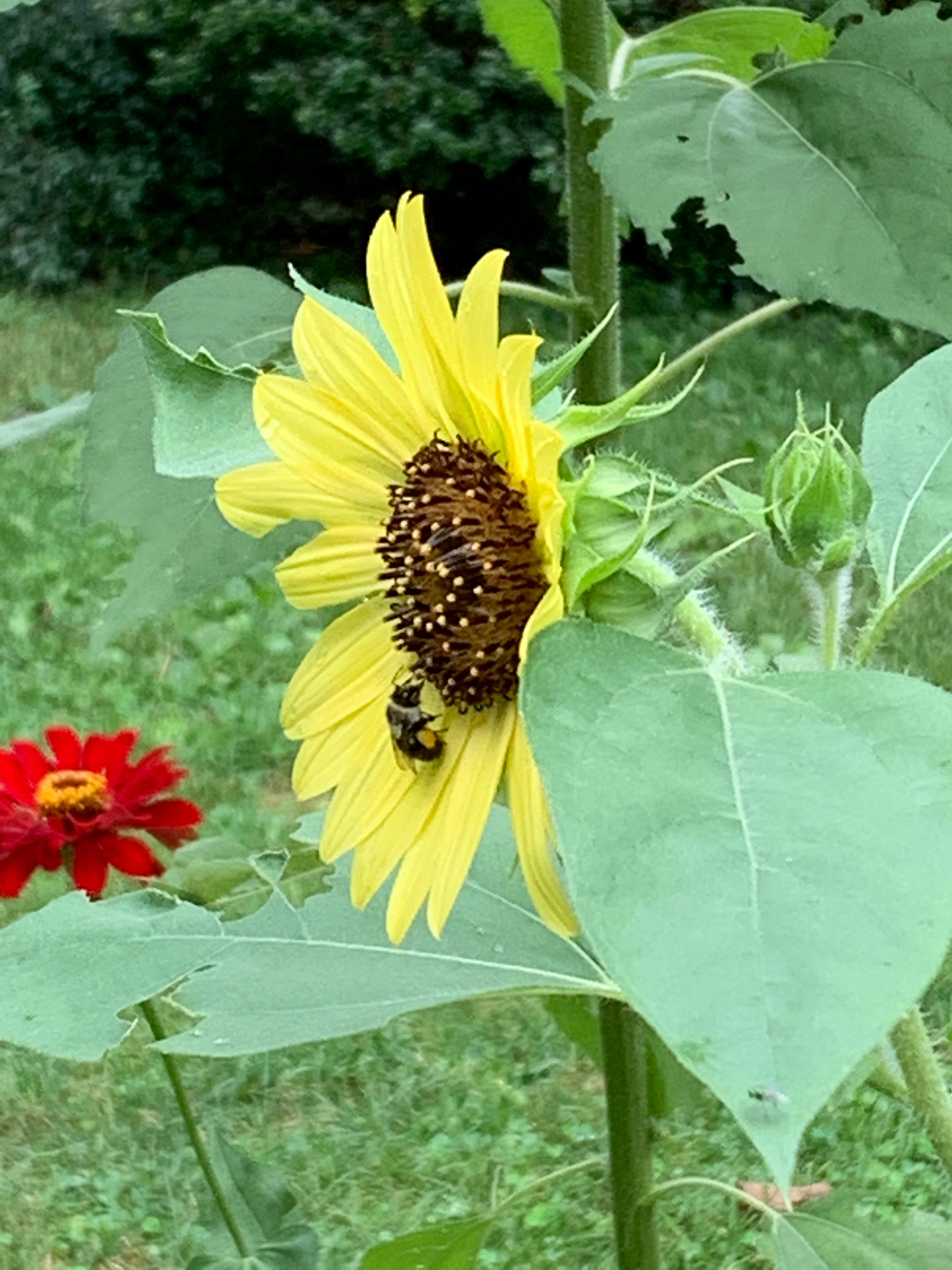Gardening - Rethinking the Lawn