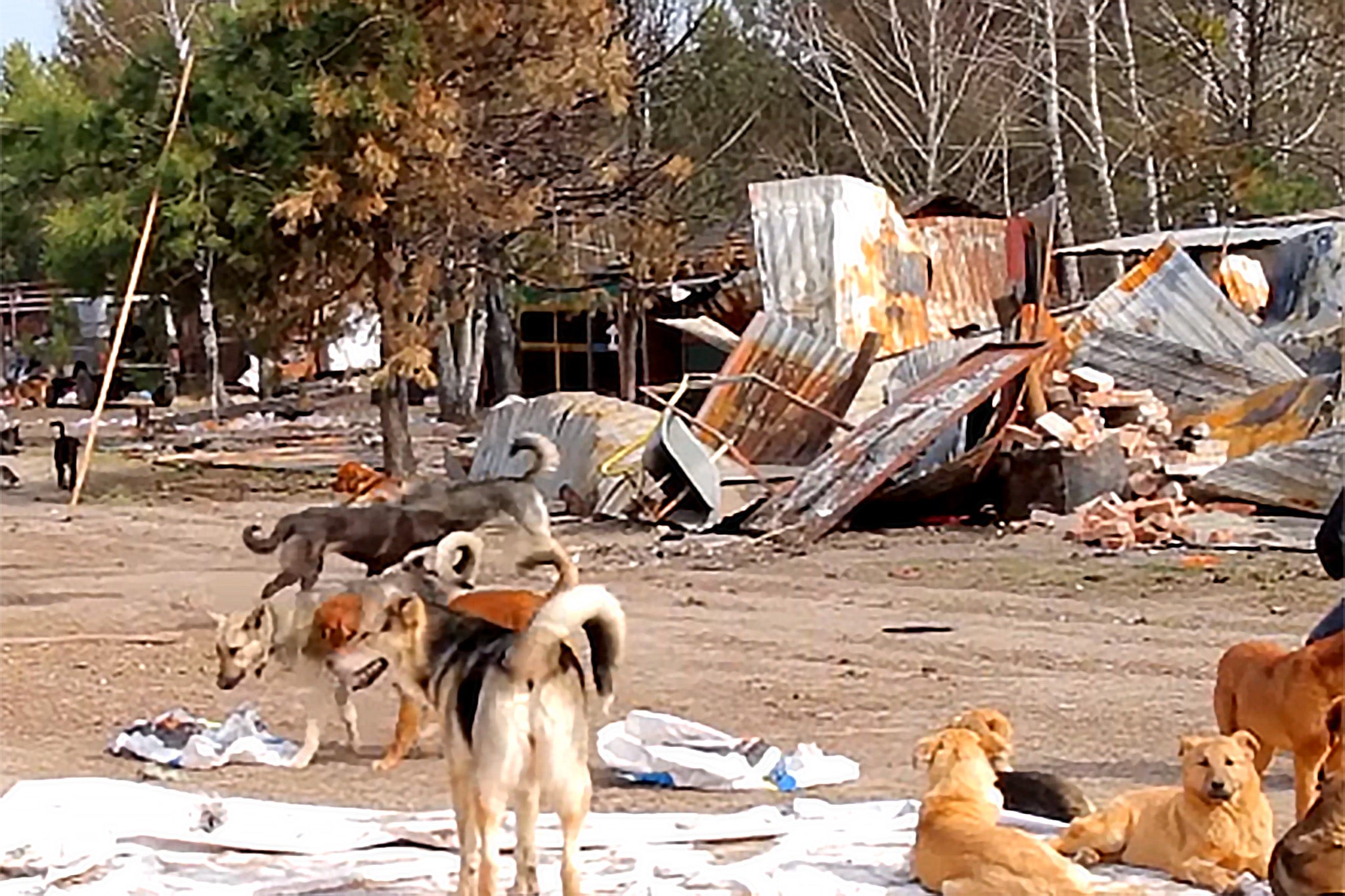 Most kennels at the shelter were damaged or destroyed