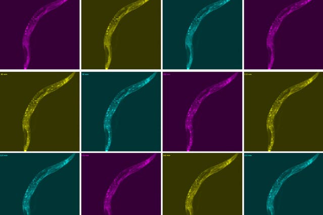 <p>‘Hangry’ worms ‘make risky decisions’ when they need to eat, study shows</p>