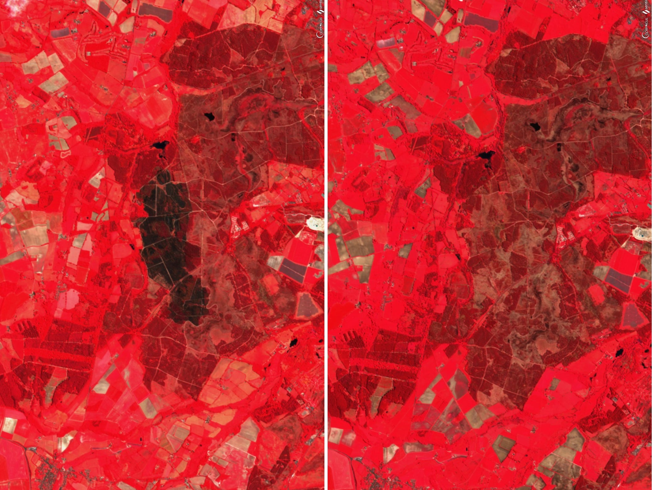 A satellite image of Wareham forest after a fire in 2020 (left) and before (right)