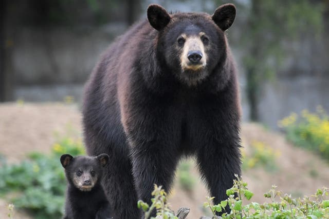 <p>Bears are culled by Canadian authorities and the UK buys their fur </p>