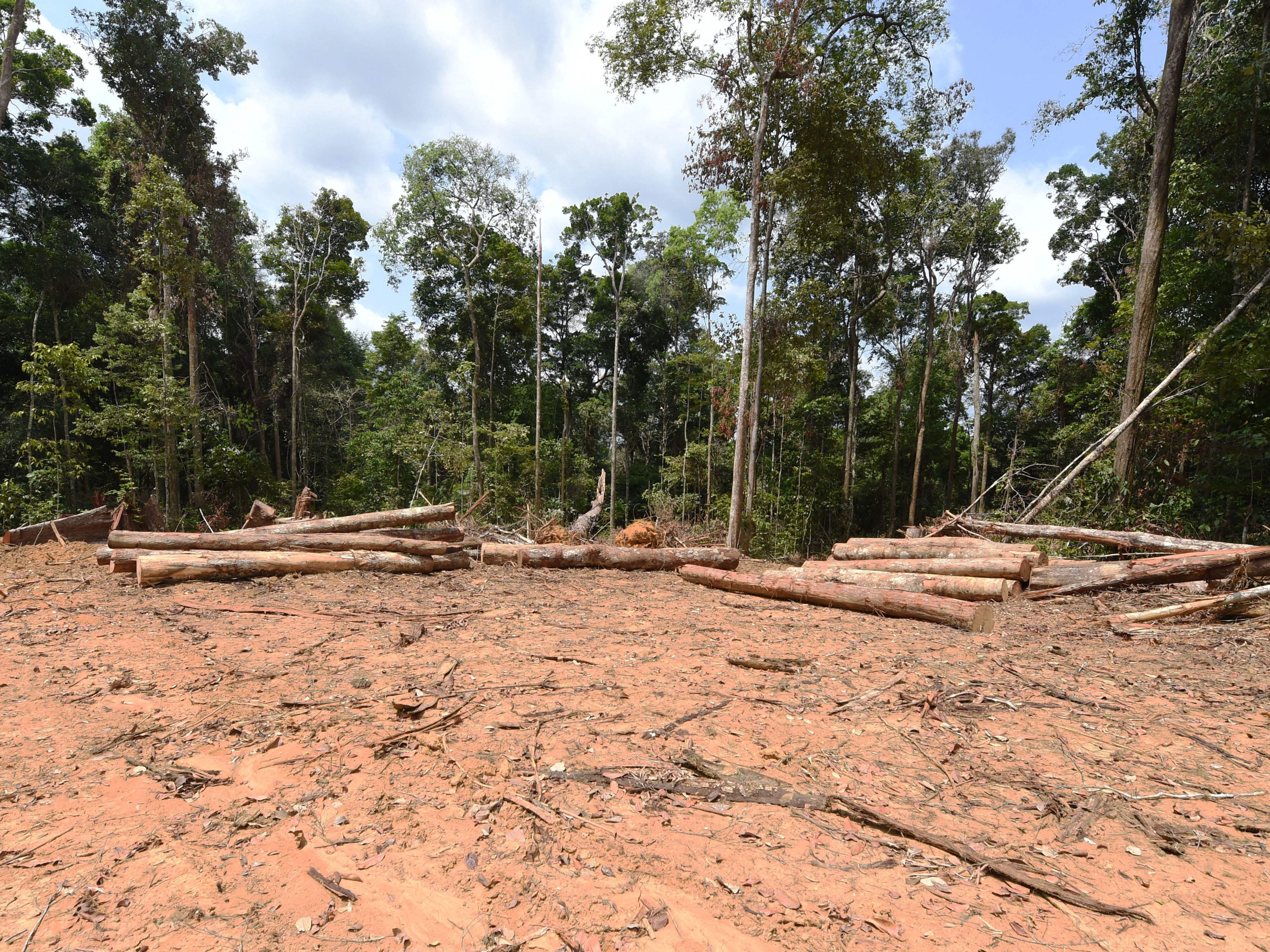 Three monthly records for deforestation in the Brazilian Amazon have been broken this year so far
