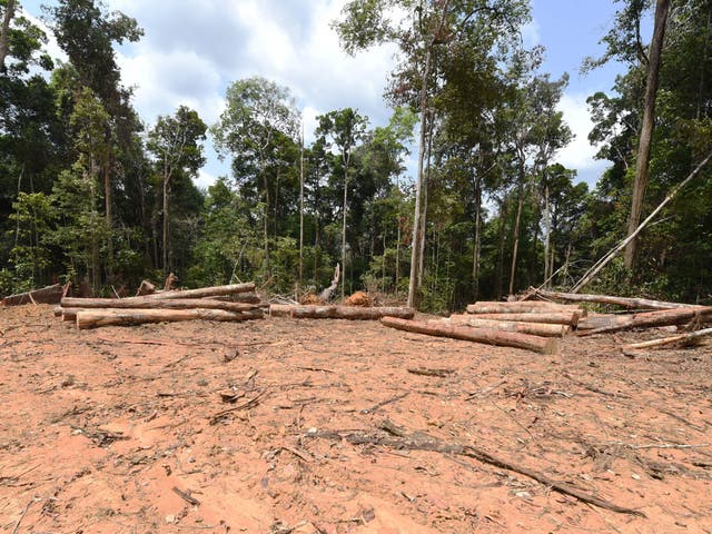 <p>Three monthly records for deforestation in the Brazilian Amazon have been broken this year so far</p>