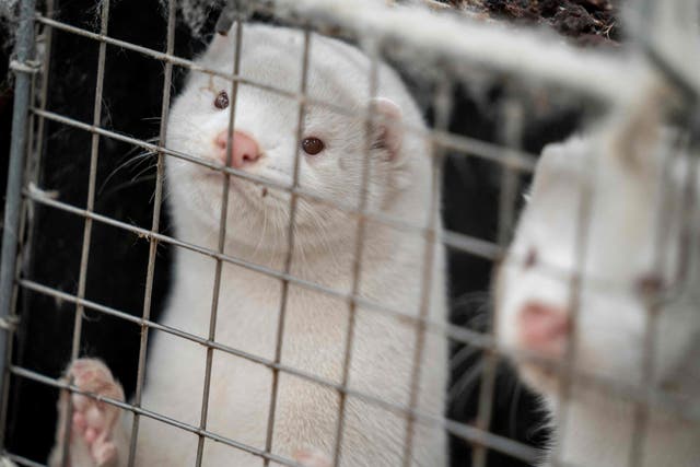<p>Opinion polls show that the vast majority of Brits don’t even want to choose fur cruelty but do want to see it banned</p>