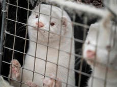 No 10 asked for our views on banning fur – then completely ignored them