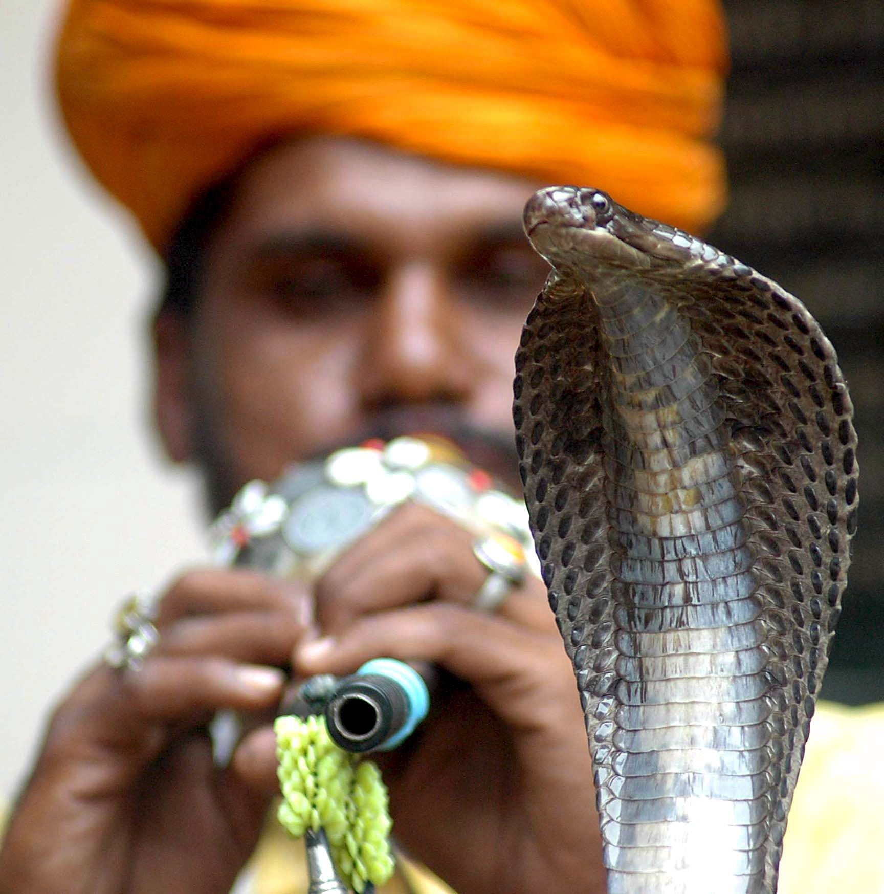 A snake charmer charms a snake in India