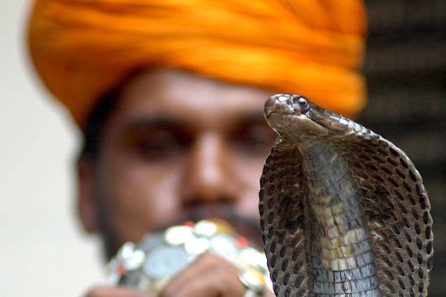 <p>A snake charmer charms a snake in India</p>