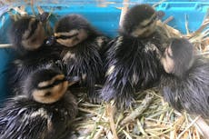 Ducklings rescued from drain as officers lure them out by playing duck sounds