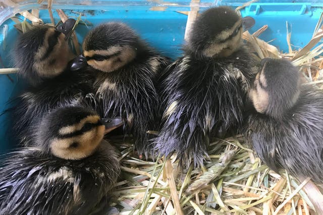 The ducklings were rescued in Pontypridd, Wales (RSPCA)
