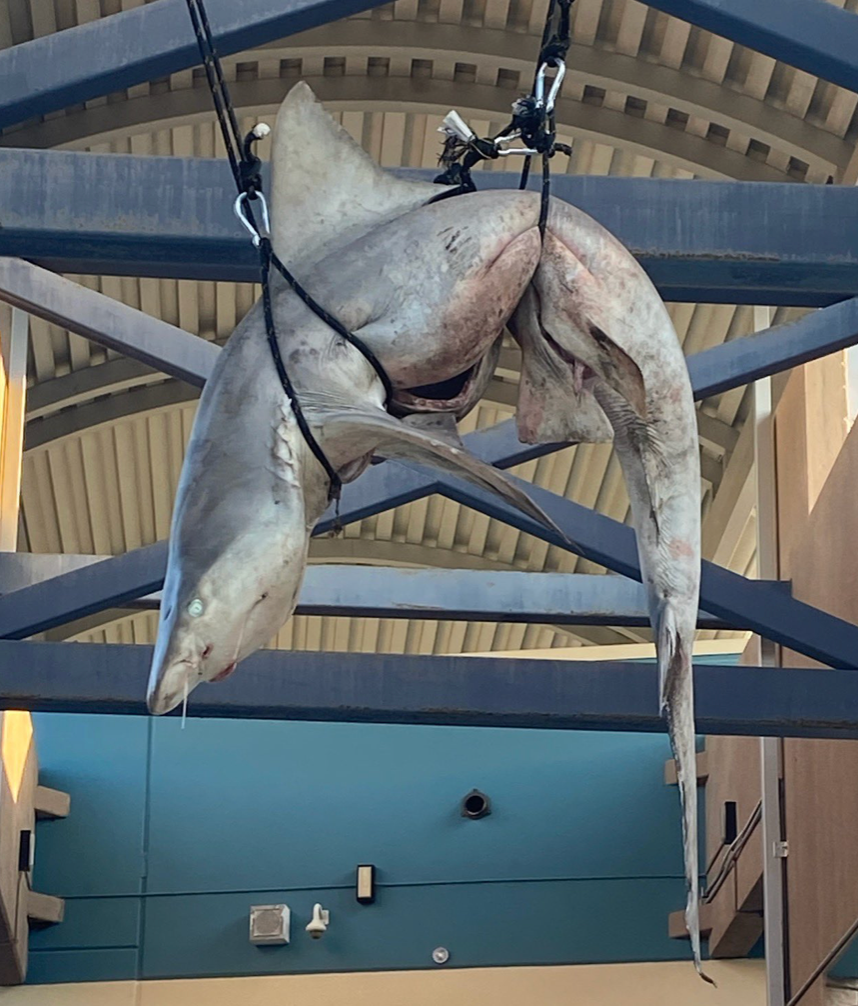 A large shark was gutted and hung from rafters at Ponte Vedra High School in Florida as part of a ‘prank'
