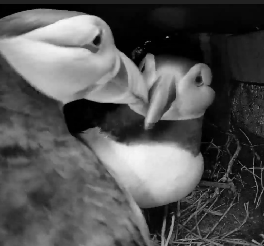 The puffin parents are taking it in turns to sit on the egg they have laid (RSPB)