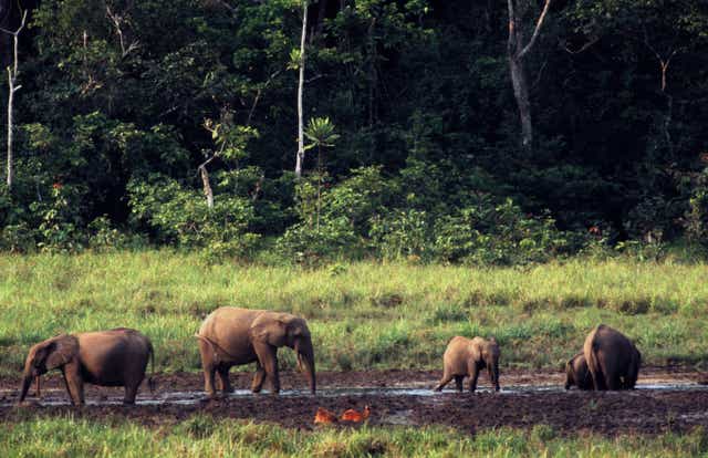 Forest elephant family(Nick Greaves/Alamy)