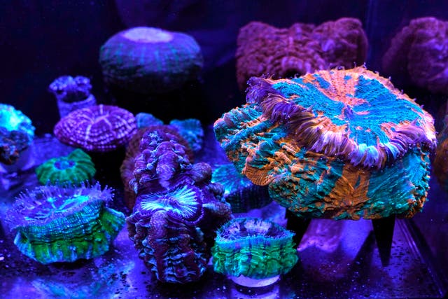 APTOPIX Climate Coral Reef Awareness