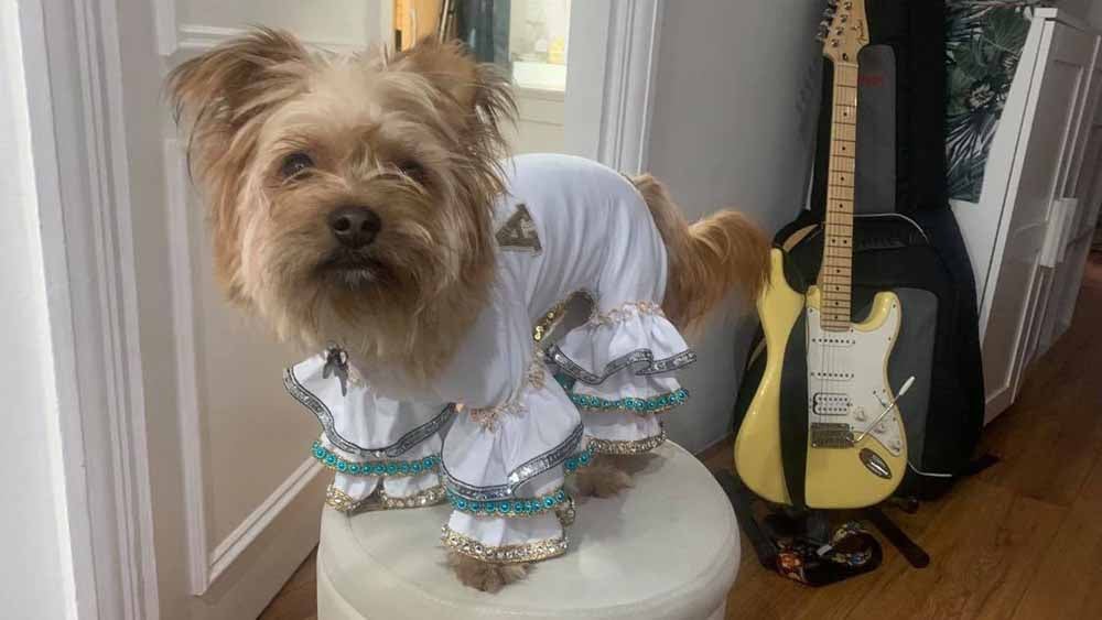 Jane started making her ABBA inspired outfits for Simba in October 2021 (Collect/PA Real Life).