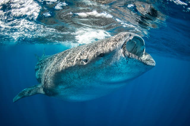 <p>El tiburón ballena es una especie en peligro de extinción y el pez más grande del mundo</p>