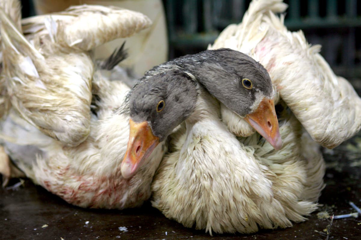 Pledge to ban fur and foie gras imports kicked into long grass, minister admits