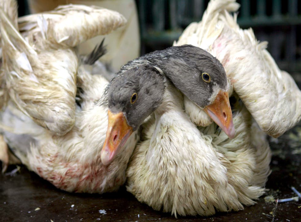 <p>Foie gras is an undeniably cruel product, so much so that its production has been banned in the UK for more than two decades</p>