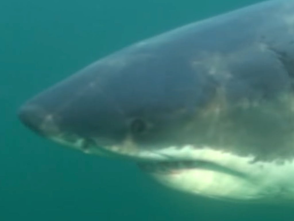 Great white shark stalking US coast ‘is one of biggest in the world’