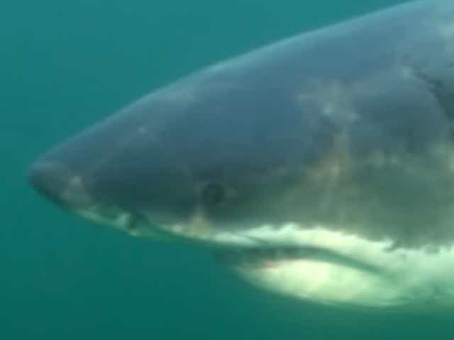 <p>The shark, ‘Ironbound’, was located off New Jersey on 28 April</p>